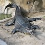 Image result for Albino Gharial