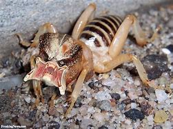 Image result for Largest Insect Giant Weta