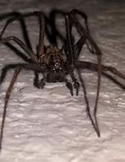 Image result for Biggest Spider in UK