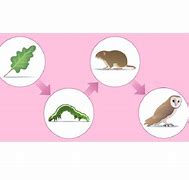 Image result for Plant Food Chain