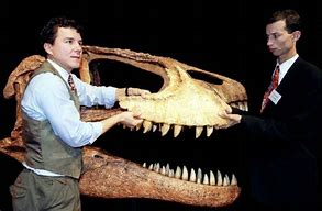 Image result for Omnivore Dinosaur Teeth