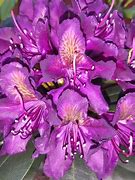 Image result for Rhododendron (T) Marcel Menard