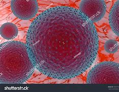 Image result for Chlamydia Inclusion Body