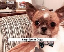 Image result for Dog Lazy Eye