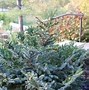 Image result for Dwarf Evergreen Trees Zone 5