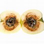 Image result for Apple Core Rot