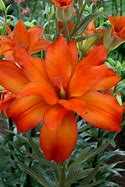 Image result for Lilium Eagle Eye