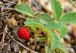 Image result for Wildflower Strawberry Case Pattern