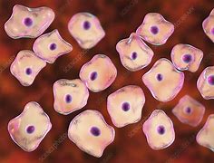 Image result for Apple Extract Squamous Cell
