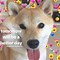 Image result for Cute Dog Aesthetic Memes
