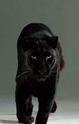 Image result for Black Panther X