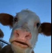 Image result for Cow Staring at Camera Meme