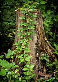 Image result for Identifying Tree Climbing Vines
