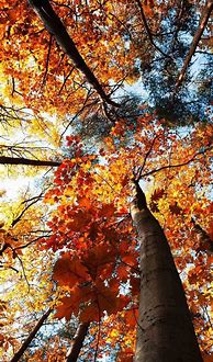 Image result for Fall Colors Phone Wallpaper