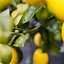 Image result for dwarf citrus trees types