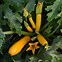 Image result for Squash/Zucchini Hybrid