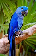 Image result for Exotic Tropical Birds