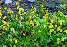 Image result for Epimedium Sunny and Share
