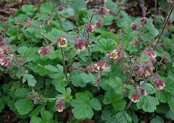 Image result for Geum rivale