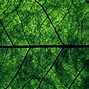 Image result for iOS Green Wallpaper