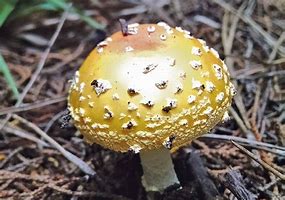 Image result for Largest Mushroom USA