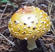 Image result for What Is the Biggest Organism On Earth
