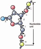 Image result for Phosphate Backbone