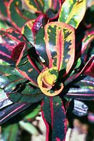 Image result for Curly Leaf Croton