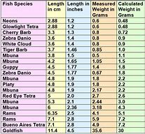 Image result for 19.5 Cm to Inches