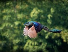Image result for Peacock Flying