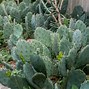 Image result for Prickly
