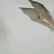 Image result for Animated Bat Wings