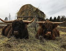 Image result for Cattle BW