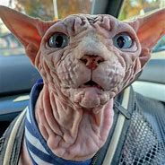Image result for Funny Evil Looking Cat