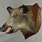 Image result for Taxidermy Boar Head