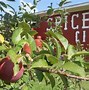 Image result for Beautiful Apple Orchard