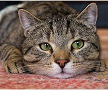 Image result for Cat Chat