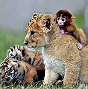 Image result for Cutest Baby Wild Animals