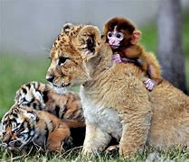 Image result for Cute Wild Animal Desktop Background