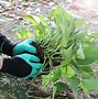 Image result for Gardening Gloves with Claws