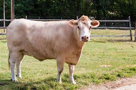 Image result for Beaf Cattle