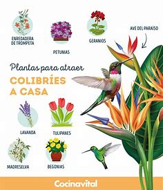 CocinaVital on Twitter: "Para atraer la buena suerte a tu casa con estas bellas aves, coloca estas hermosas y coloridas flores. 🌷🌹🏠 https://t.co/VsW7UeHxBr https://t.co/9D5643fKWG" / Twitter