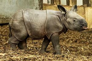 Image result for Baby Indian Rhino