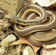 Image result for Curb Snake Chain