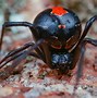 Image result for All Spiders in the World