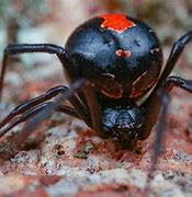 Image result for Deadly Spiders in the World