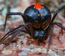 Image result for The Worst Spider in the World