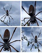 Image result for Biggest Spider in USA