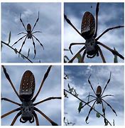 Image result for Biggest Spider Florida