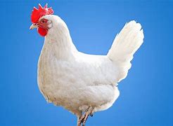 Image result for Image Poule Blanche